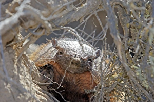 Images Dated 3rd April 2009: Hairy armadillo. Valdes peninsula - Argentina