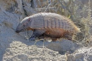 Images Dated 3rd April 2009: Hairy armadillo. Valdes peninsula - Argentina