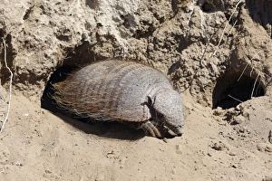 Images Dated 3rd April 2009: Hairy armadillo. Valdes peninsula - Argentina