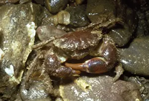 Hairy Crab