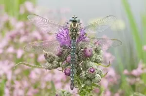 Images Dated 16th May 2008: Hairy Dragonfly - Male on marsh thistle