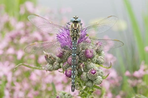 Images Dated 16th May 2008: Hairy Dragonfly - Male on marsh thistle