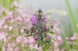 Thistle Prints: Hairy Dragonfly - Male on marsh thistle - The Netherlands - Overijssel - De Wieden