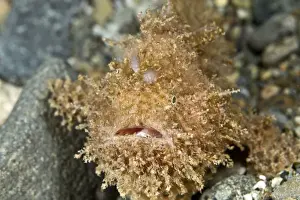 Hairy Frogfish - Indonesia
