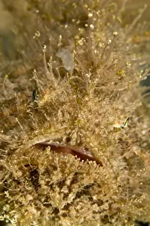 Hairy Frogfish - Indonesia