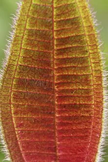 Hairy leaf (Melastomataceae) (Melastomataceae)