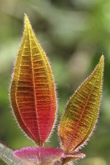 Hairy leaves (Melastomataceae) (Melastomataceae)