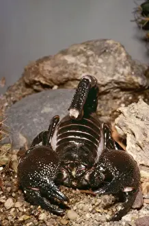 Scorpions Prints: Hairy Scorpion PM 5083 Hadrurus hirsutus © Pat Morris / ARDEA LONDON