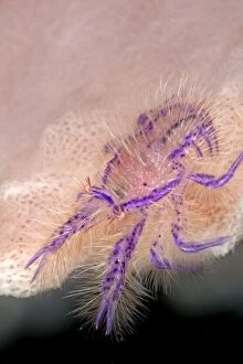 Images Dated 7th February 2009: Hairy Squat Lobster - Indonesia