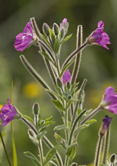 Images Dated 16th August 2005: Hairy Willow-Herb