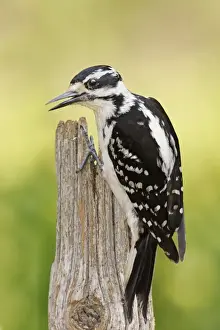 Hairy Woodpecker