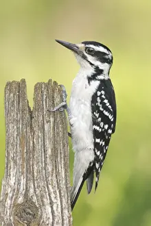 Hairy Woodpecker