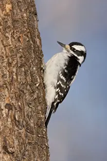 Villosus Prints: Hairy Woodpecker - female - Maine - USA - February