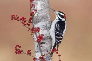 Images Dated 30th December 2010: Hairy Woodpecker - male in winter