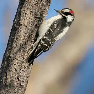 Woodpecker Collection: Hairy woodpecker, Ojito de San Antonio trail, New Mexico Date: 16-04-2021