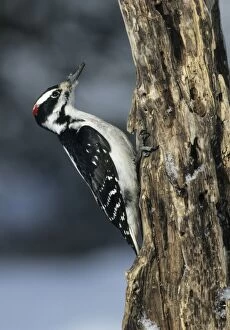 Hairy Woodpecker - On tree