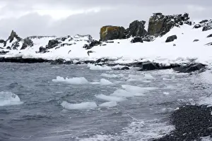 Bays Prints: Half Moon Island - A small bay with sea ice and a fresh fall of snow on island with Antarctic Terns flying over the sea