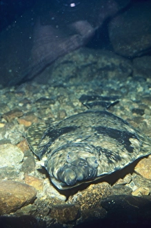 Images Dated 28th June 2007: Halibut