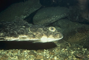 Images Dated 28th June 2007: Halibut