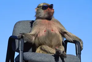 Chairs Prints: Hamadryas Baboon - on chair with sunglasses California, USA