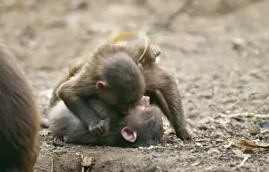 Hamadryas Baboon CMB 531 Play fighting Comopithecus hamadryas © Chris Martin Bahr / ARDEA LONDON