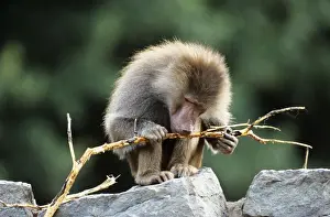Hamadryas Baboon - feeding on bark