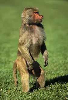 Hamadryas Baboon - female standing on hind legs