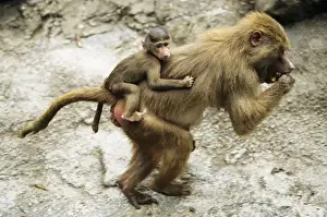 Hamadryas Baboon - female transporting offspring