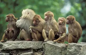 Baboons Prints: Hamadryas Baboon Group resting, Male with harem