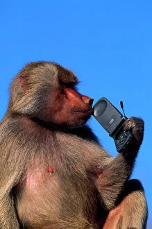 7 Gallery: Hamadryas Baboon - with mobile (cell) phone