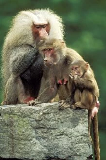 Hamadryas BABOONS - family, male delousing female with baby