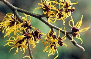 Images Dated 30th June 2008: Hamamelis