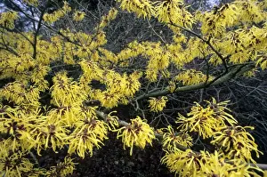 Arboretum Prints: Hamamelis - garden - Kalmthout Belgium - Arboretum