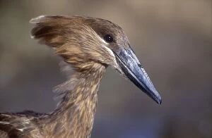 Images Dated 12th November 2005: Hamerkop - Close up of head and face