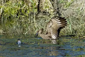 Hamerkops Prints: Hamerkop fishing. Andries Vosloo Kudu Reserve, nr Grahamstown, Eastern Cape, South Africa