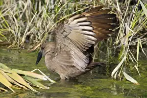 Hamerkop fishing. Andries Vosloo Kudu Reserve, nr Grahamstown, Eastern Cape, South Africa