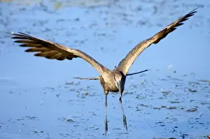 Hamerkop in flight. Andries Vosloo Kudu Reserve, nr Grahamstown, Eastern Cape, South Africa