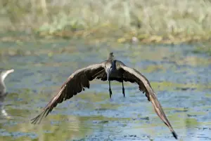 Hamerkop in flight. Andries Vosloo Kudu Reserve, nr Grahamstown, Eastern Cape, South Africa