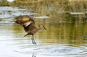 Hamerkop in flight. Andries Vosloo Kudu Reserve, nr Grahamstown, Eastern Cape, South Africa