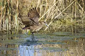 Hamerkop in flight. Andries Vosloo Kudu Reserve, nr Grahamstown, Eastern Cape, South Africa