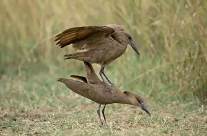 Hammerkops Prints: Hamerkop - pair mating Africa