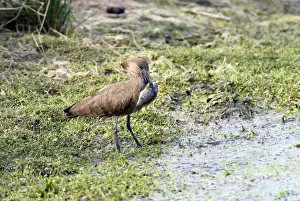 Hamerkops Prints: Hamerkop with tilapia fish. Andries Vosloo Kudu Reserve