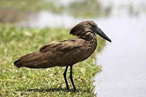 Images Dated 23rd August 2005: Hamerkop. Ziway - Arsi Region - Ethiopia