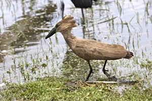 Images Dated 23rd August 2005: Hamerkop - Ziway - Ethiopia