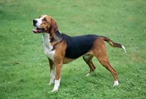 Hamiltonstovare Dog