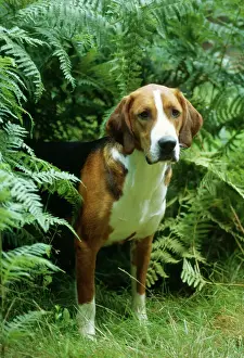 Hamiltonstovare Dog JD 9930 © John Daniels / ARDEA LONDON
