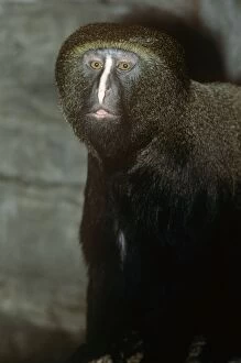 Hamlyns Guenon / Owl-faced Monkey