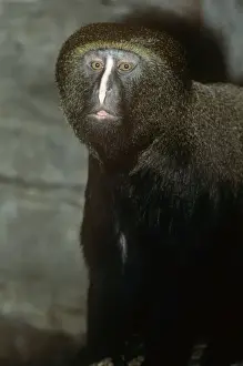Hamlyn's Guenon / Owl-faced Monkey