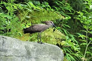 Images Dated 14th October 2008: Hammerkop