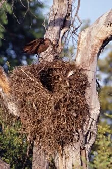Images Dated 1st September 2011: Hammerkop - building nest - Botswana - Africa